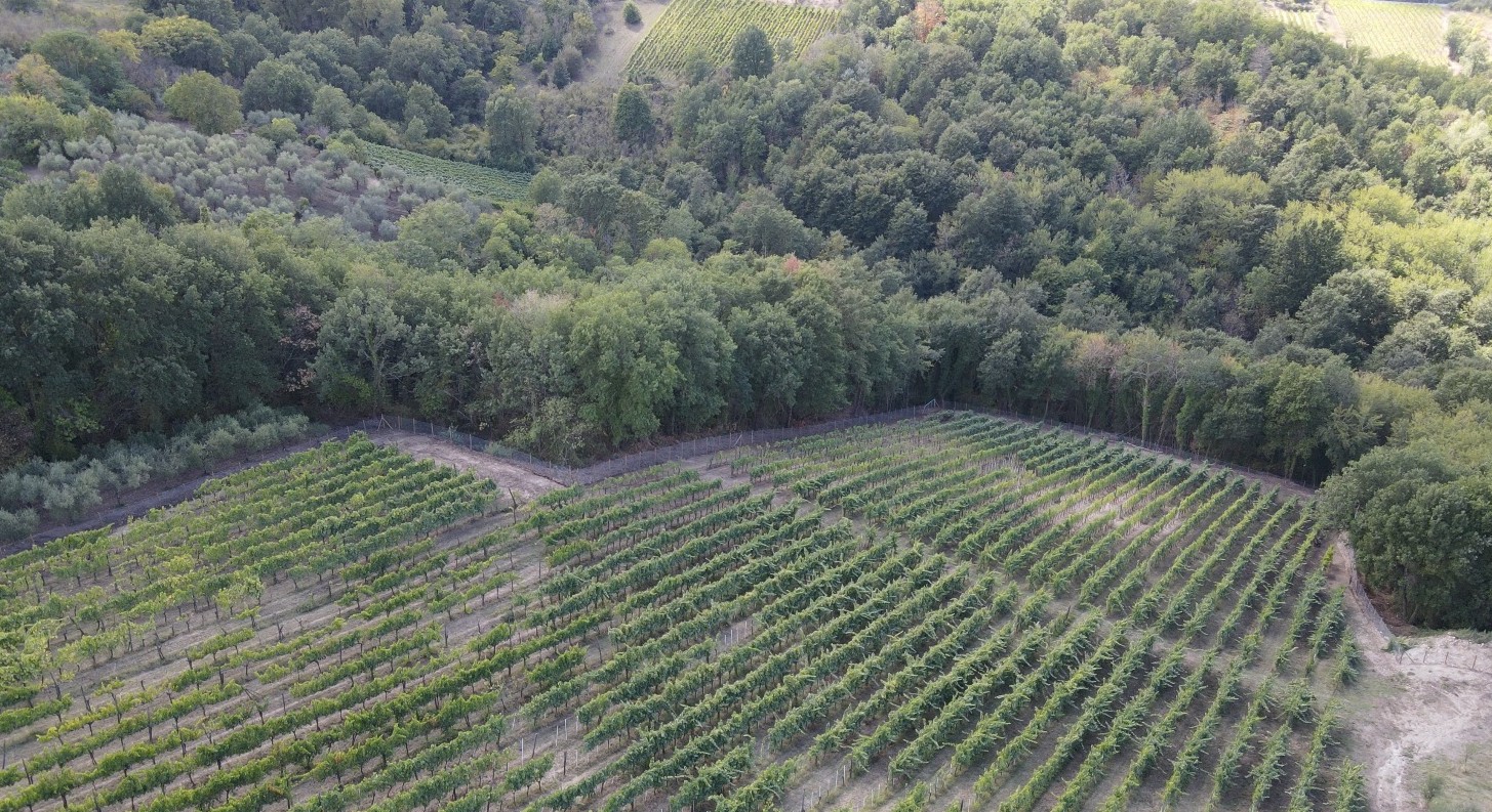 Vigna San Nicola Alto